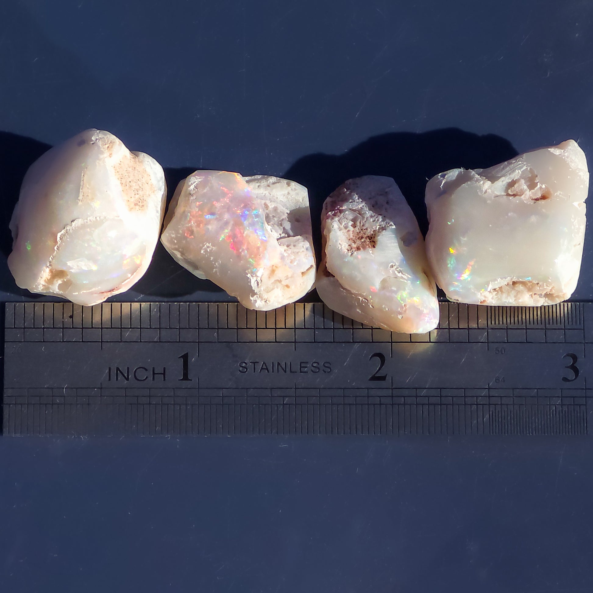 Australian Opalised Seashells, Opal Fossils, 99 Carats