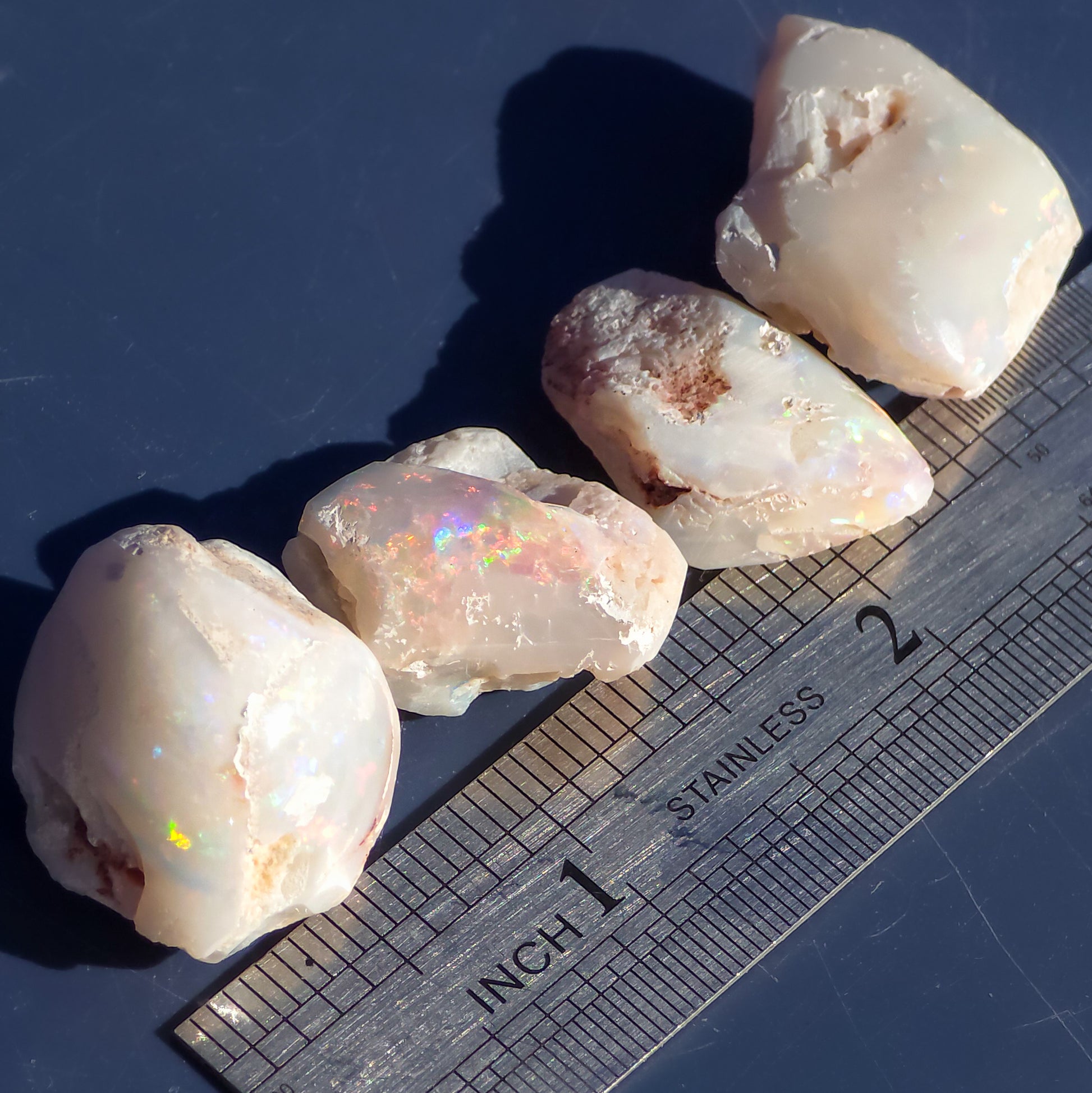 Australian Opalised Seashells, Opal Fossils, 99 Carats