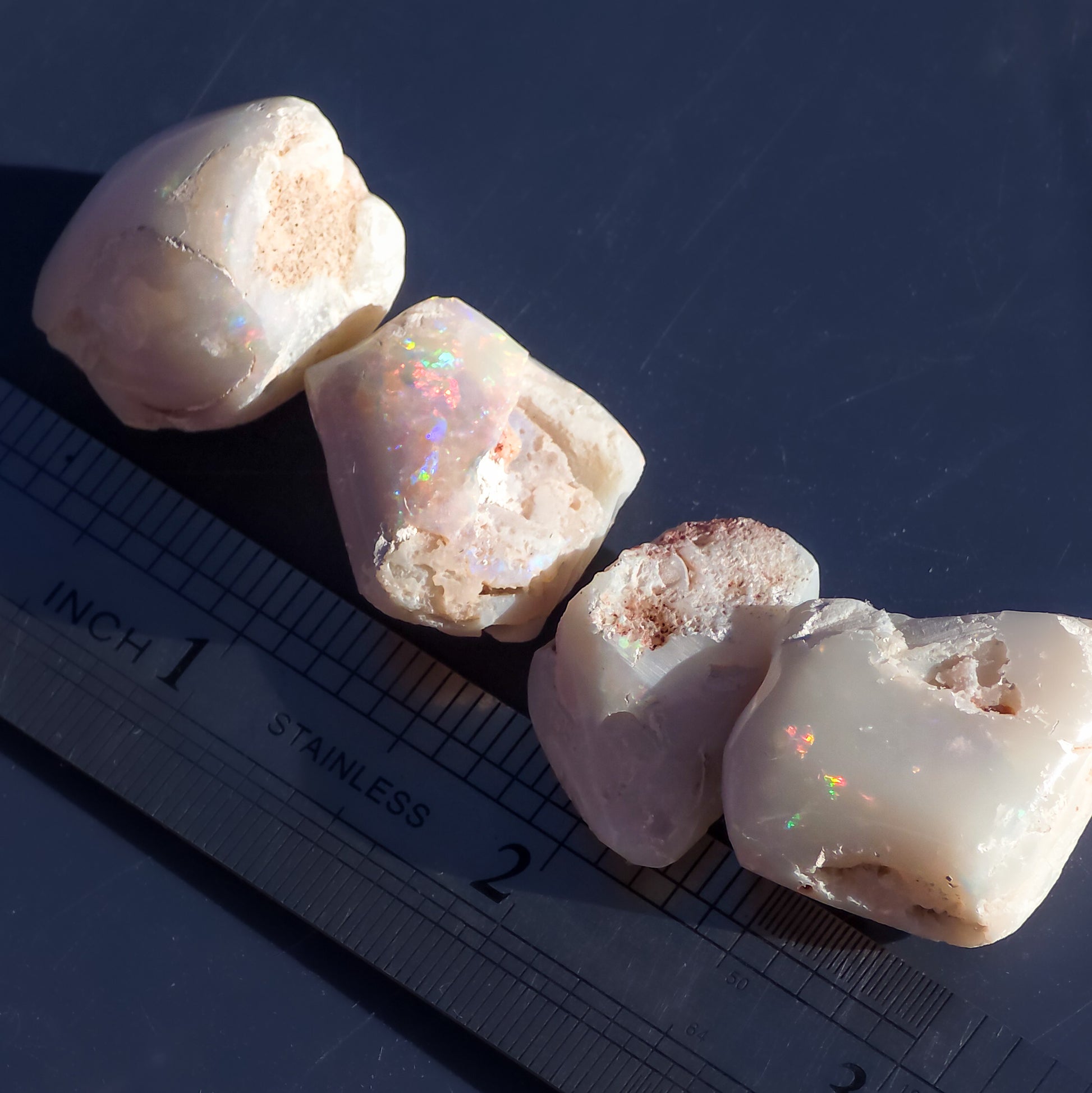 Australian Opalised Seashells, Opal Fossils, 99 Carats