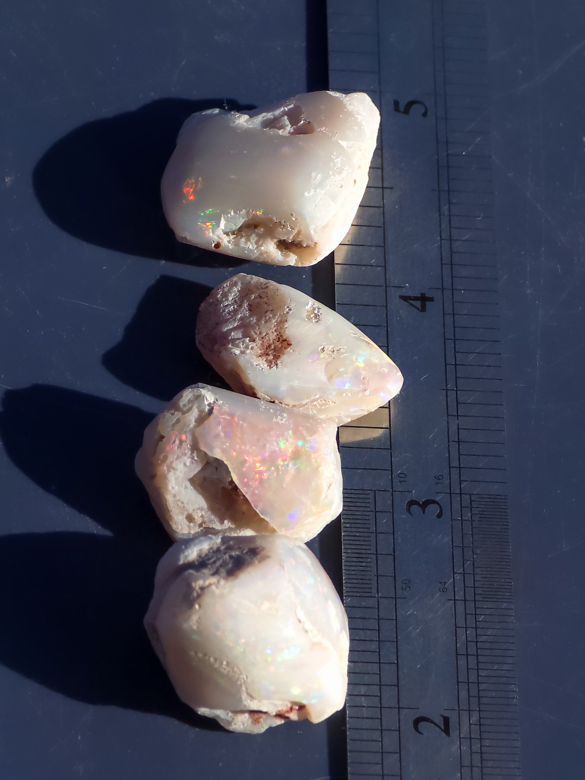 Australian Opalised Seashells, Opal Fossils, 99 Carats